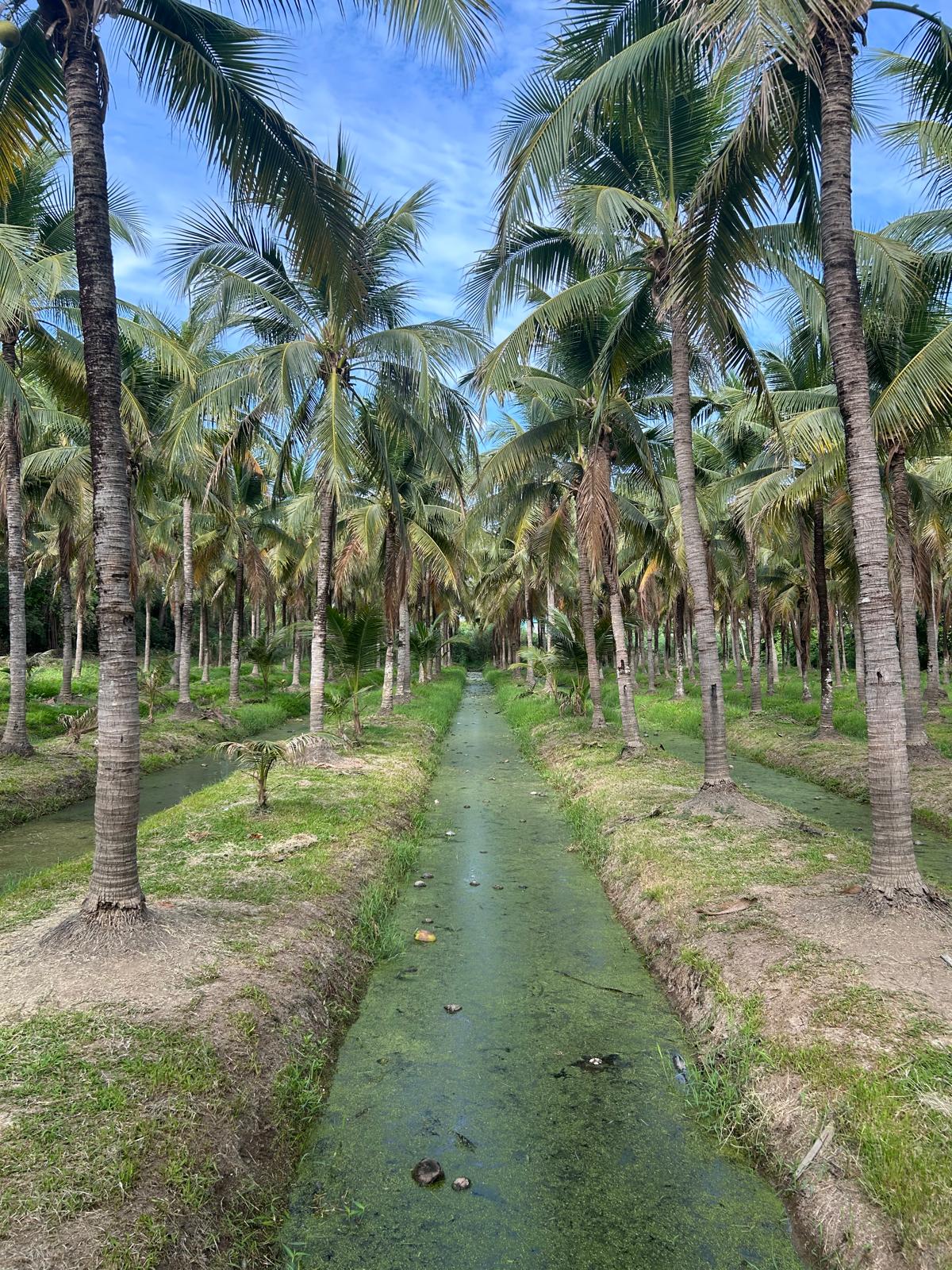 A Coconut Plantation Story: Nature of Chiang Mai
